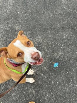 Rescue Pit Bull Terrier Dogs for Adoption in Stamford, Connecticut - SUGAR | PetCurious