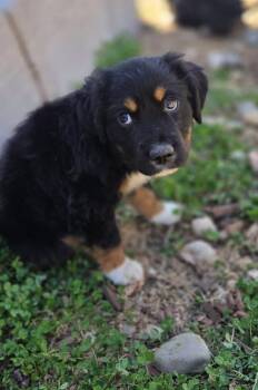 Australian Shepherd Dogs Available for Adoption in Colorado Springs, Colorado - Spencer | PetCurious