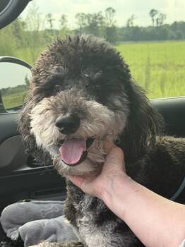 Retro -  Bernese Mountain Dog and Standard Poodle Dog for Adoption in Valrico, Florida - Retro | PetCurious