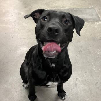 Sybil -  Terrier Dog for Adoption in Tampa, Florida - Sybil | PetCurious