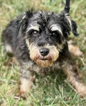Wren -  Schnauzer Dog for Adoption in Malvern, Pennsylvania - Wren | PetCurious