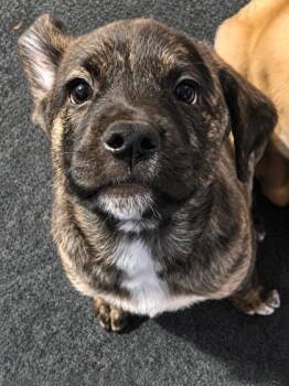 Shebougie -  Hound and Labrador Retriever Dog for Adoption in Malvern, Pennsylvania - Shebougie | PetCurious
