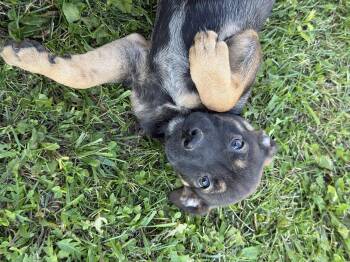Jessica -  Mixed Breed Dog for Adoption in Iron Ridge, Wisconsin - Jessica | PetCurious