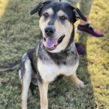 German Shepherd Dog and Husky Dogs Available for Adoption in Conroe, Texas - N/A | PetCurious
