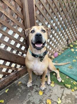 Rescue Labrador Retriever Dogs for Adoption in Pleasanton, California - Fred | PetCurious