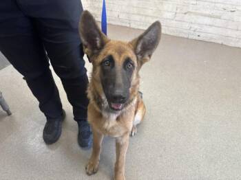 LAVENDER -  German Shepherd Dog Dog for Adoption in San Bernardino, California - LAVENDER | PetCurious