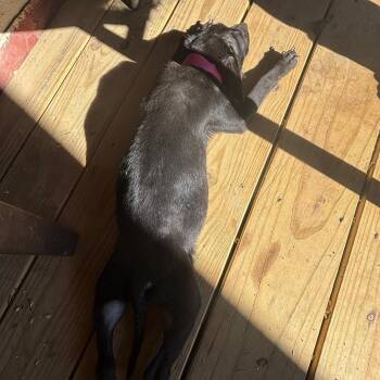 Kokomo -  Mixed Breed Dog for Adoption in Chattanooga, Tennessee - Kokomo | PetCurious