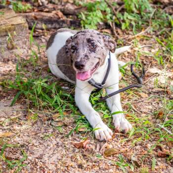 Hooch -  Catahoula Leopard Dog and Mixed Breed Dog for Adoption in Hattiesburg, Mississippi - Hooch | PetCurious
