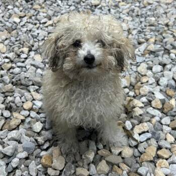 Nugget -  Miniature Poodle Dog for Adoption in St. Louis, Missouri - Nugget | PetCurious