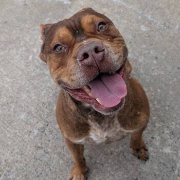 Pit Bull Terrier Dogs Available for Adoption in Watertown, New York - Koda | PetCurious