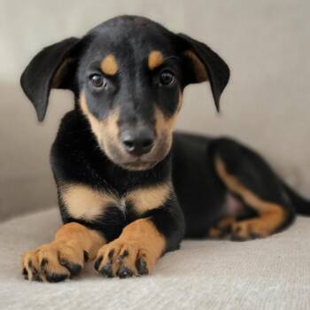 Frannie -  Mixed Breed Dog for Adoption in Houston, Texas - Frannie | PetCurious