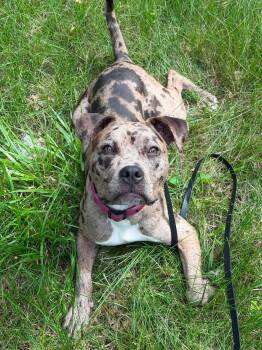 Halina -  Pit Bull Terrier Dog for Adoption in Waterloo, Iowa - Halina | PetCurious