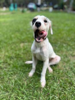 Ricky Bobby -  Mixed Breed Dog for Adoption in Mount Pleasant, South Carolina - Ricky Bobby | PetCurious