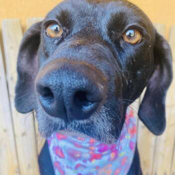 Rescue Black Labrador Retriever Dogs for Adoption in Blacksburg, Virginia - Peach | PetCurious