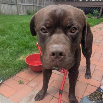 Mastiff and Mixed Breed Dogs Available for Adoption in St. Louis, Missouri - Selmar | PetCurious