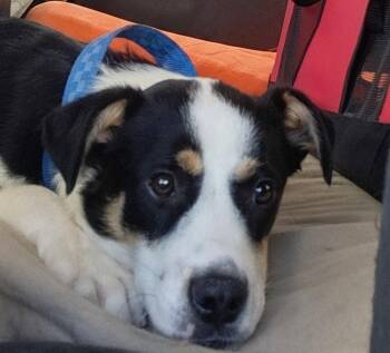 Kirk #1 -  Australian Shepherd Dog for Adoption in Denver, Colorado - Kirk #1 | PetCurious