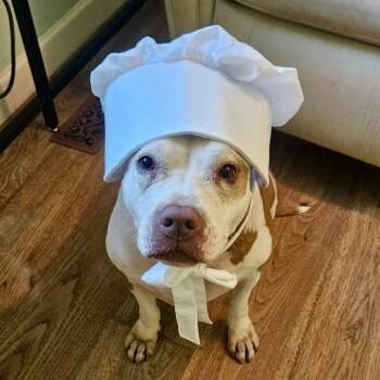 Tilly -  American Staffordshire Terrier Dog for Adoption in New York, New York - Tilly | PetCurious