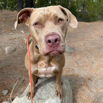 Zena -  American Staffordshire Terrier Dog for Adoption in Reno, Nevada - Zena | PetCurious
