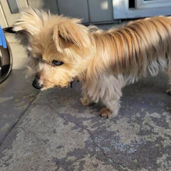 Katya -  Yorkshire Terrier Dog for Adoption in Ramona, California - Katya | PetCurious
