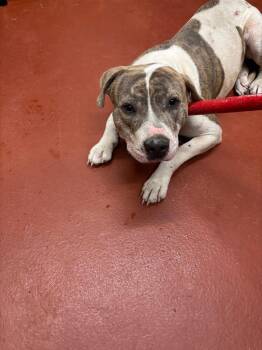 Mixed Breed Dogs Available for Adoption in Douglasville, Georgia - Fatigue | PetCurious