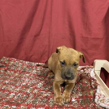 FUNSHINE BEAR -  Staffordshire Bull Terrier Dog for Adoption in Modesto, California - FUNSHINE BEAR | PetCurious