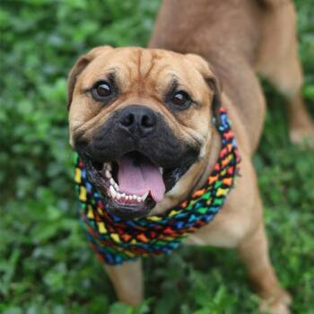 A813372 -  Chow Chow Dog for Adoption in San Antonio, Texas - A813372 | PetCurious