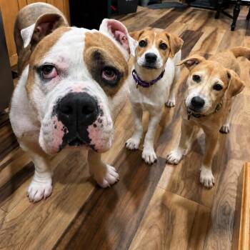Bashful Puppy - LOCAL -  Terrier Dog for Adoption in Princeton, Massachusetts - Bashful Puppy - LOCAL | PetCurious