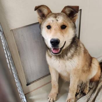 Cattle Dog and Husky Dogs Available for Adoption in Flagstaff, Arizona - Bender | PetCurious