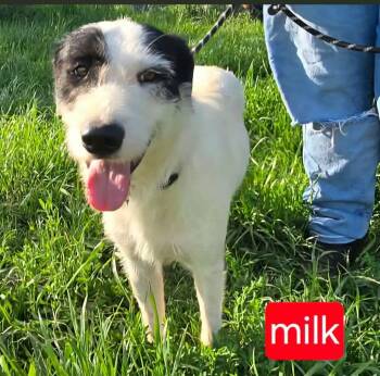 Wirehaired Terrier Dogs Available for Adoption in Fort Worth, Texas - Milk | PetCurious