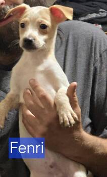 Chihuahua Dogs Available for Adoption in Minneapolis, Minnesota - Fenri | PetCurious