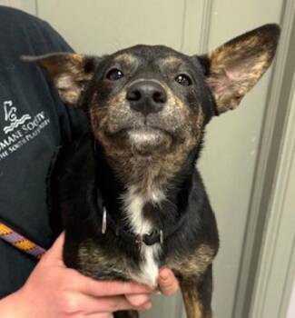 Terrier Dogs Available for Adoption in Littleton, Colorado - Kacie | PetCurious