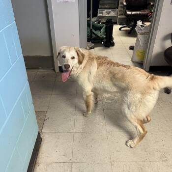 Loki -  Great Pyrenees and Labrador Retriever Dog for Adoption in St. Thomas, Ontario - Loki | PetCurious