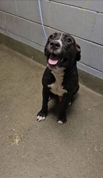 Rescue Mixed Breed Dogs for Adoption in Jacksonville, Florida - WORF | PetCurious