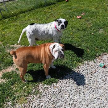 Mixed Breed Dogs Available for Adoption in Edwardsville, Illinois - Chloe | PetCurious