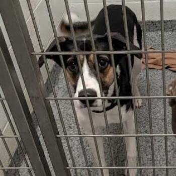 Mixed Breed Dogs Available for Adoption in Jeffersonville, Indiana - Skye | PetCurious