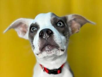 Elliot -  Pit Bull Terrier and Mixed Breed Dog for Adoption in Portland, Oregon - Elliot | PetCurious