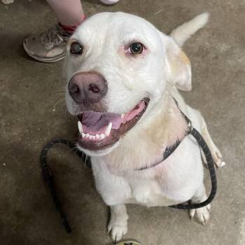 Norman -  Mixed Breed Dog for Adoption in Eureka Springs, Arkansas - Norman | PetCurious