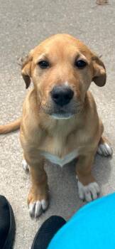 Labrador Retriever Dogs Available for Adoption in Newaygo, Michigan - TILLIE | PetCurious