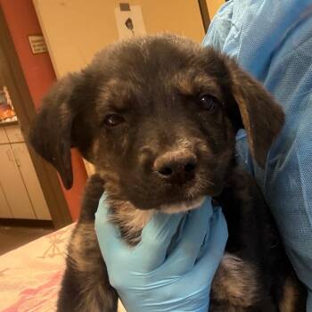 Oates -  Mixed Breed Dog for Adoption in Flagstaff, Arizona - Oates | PetCurious