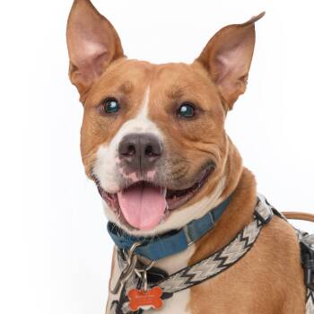 Rescue Pit Bull Terrier and Mixed Breed Dogs for Adoption in Springfield, Missouri - Jett --- Pups For Parol Graduate | PetCurious