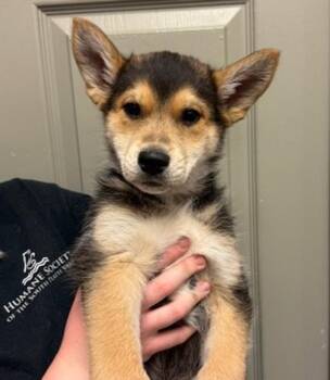 Shepherd and Siberian Husky Dogs Available for Adoption in Littleton, Colorado - Byte | PetCurious