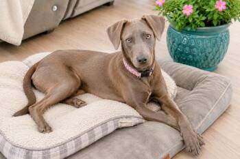 Bluebell -  Blue Lacy Dog Available for Adoption in VERNON ROCKVL, Connecticut - Bluebell | PetCurious