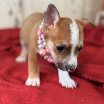 Promise -  Corgi and Jack Russell Terrier Dog for Adoption in Atlanta, Texas - Promise | PetCurious