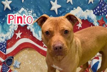 Pinto -  Mixed Breed Dog for Adoption in Flint, Michigan - Pinto | PetCurious