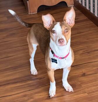 Chihuahua and Jack Russell Terrier Dogs Available for Adoption - Mable | PetCurious