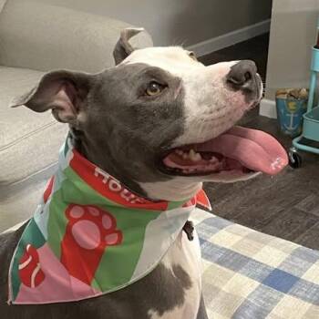 Chloe -  Pit Bull Terrier Dog for Adoption in Lucas, Texas - Chloe | PetCurious