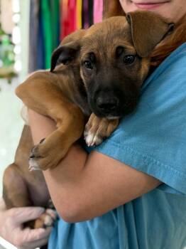 German Shepherd Dog Dogs Available for Adoption in Fayetteville, West Virginia - Nala | PetCurious