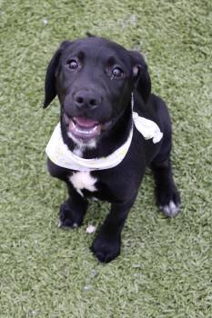 Coco -  Dalmatian and Golden Retriever Dog for Adoption in Morgantown, Kentucky - Coco | PetCurious