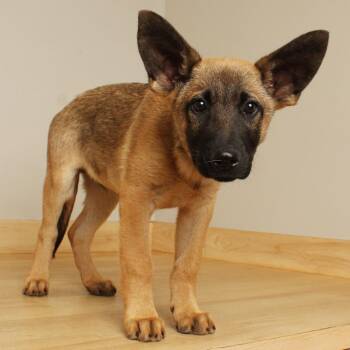 Solar D71556 -  Shepherd Dog for Adoption in Minnetonka, Minnesota - Solar D71556 | PetCurious