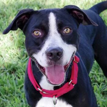 Rescue Labrador Retriever and Mixed Breed Dogs for Adoption in Miami, Florida - Benny | PetCurious